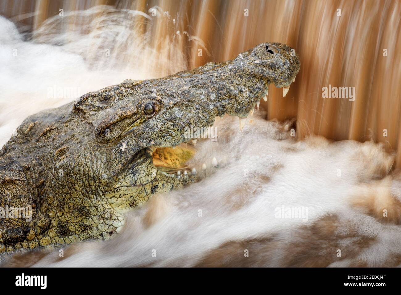 Riesige Nilkrokodil, Crocodylus niloticus, Jagd auf Fische schwimmen up-River in Wehr, Malelane District, Kruger National Park, Südafrika Stockfoto