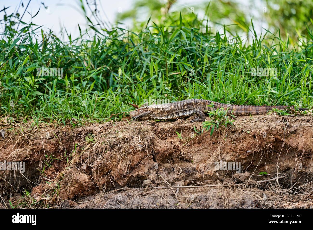 Dracaena paraguayensis, die Paraguay-Kaiman-Eidechse, eine Eidechsart aus der Familie Teiidae, die am Flussufer des Cuiaba-Flusses in der Pa ruht Stockfoto