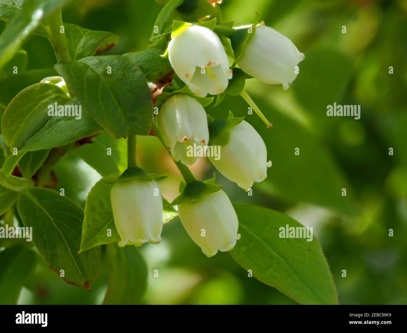 Hübsche kleine weiße Blüten und grüne Blätter auf einem Heidelbeerbusch, Vaccinium, im Frühjahr Stockfoto