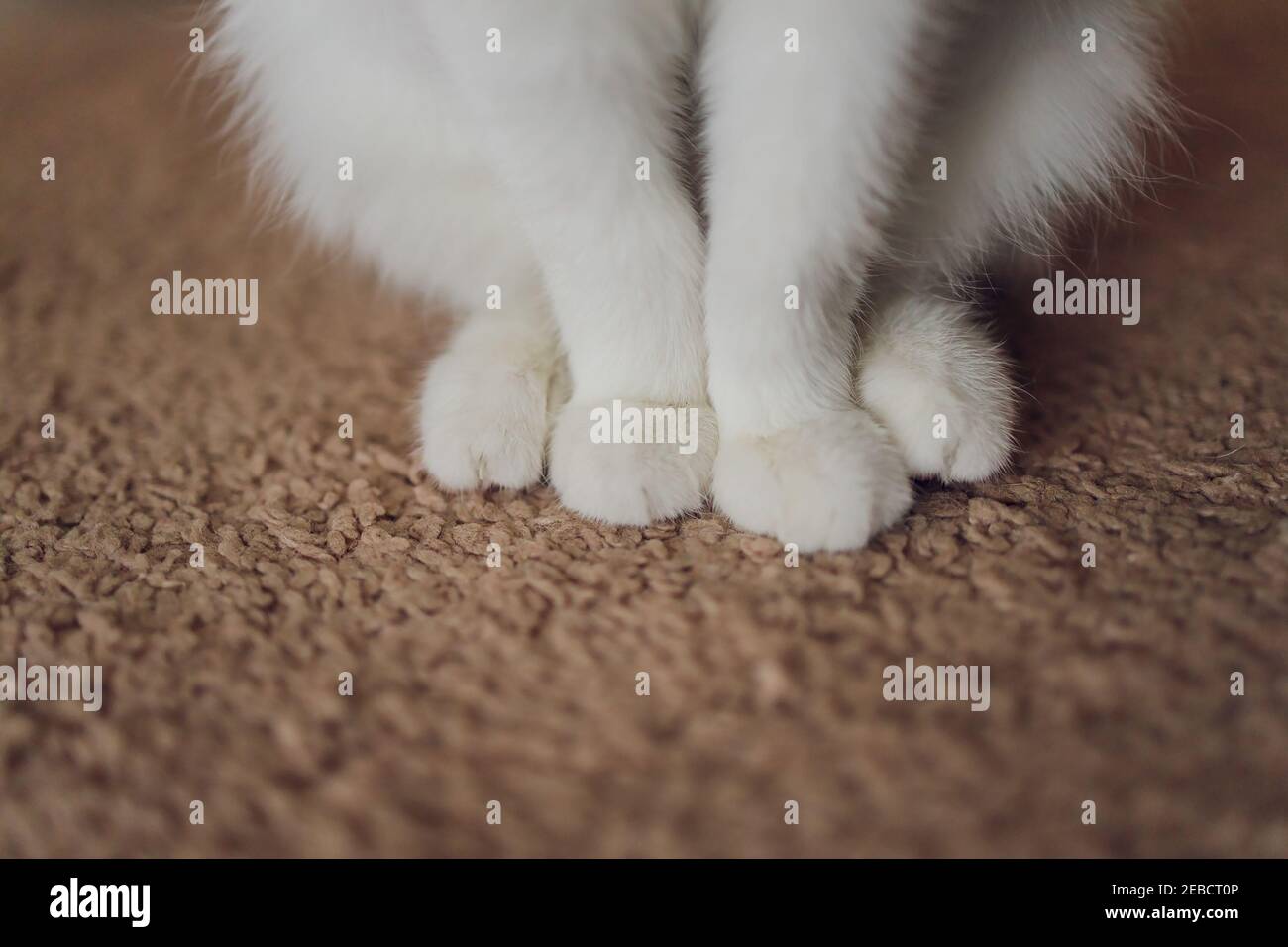 Detail-Aufnahme der weiche Katze Pfoten beim Sitzen am Tisch Stockfoto