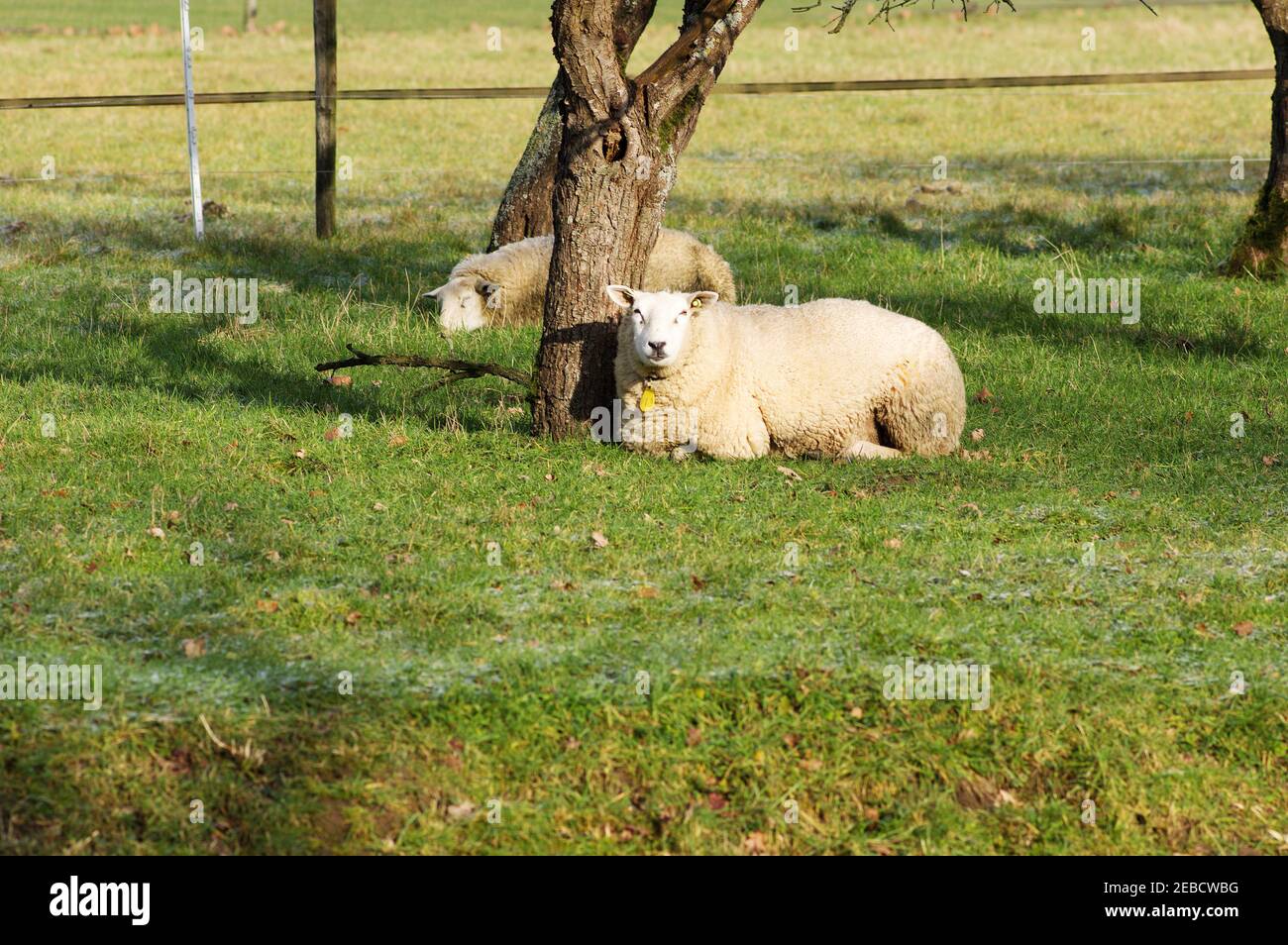 Weiße Schafe liegen in der Wiese Stockfoto