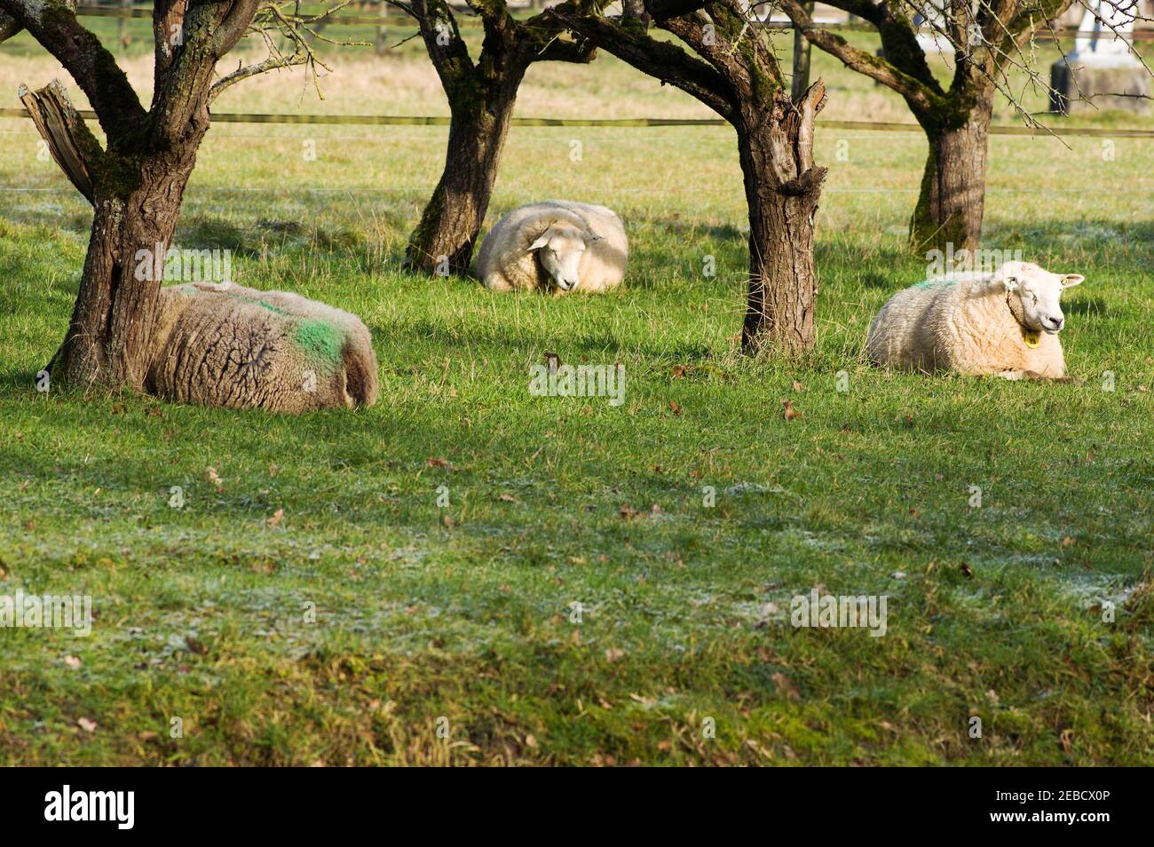 Weiße Schafe liegen in der Wiese Stockfoto