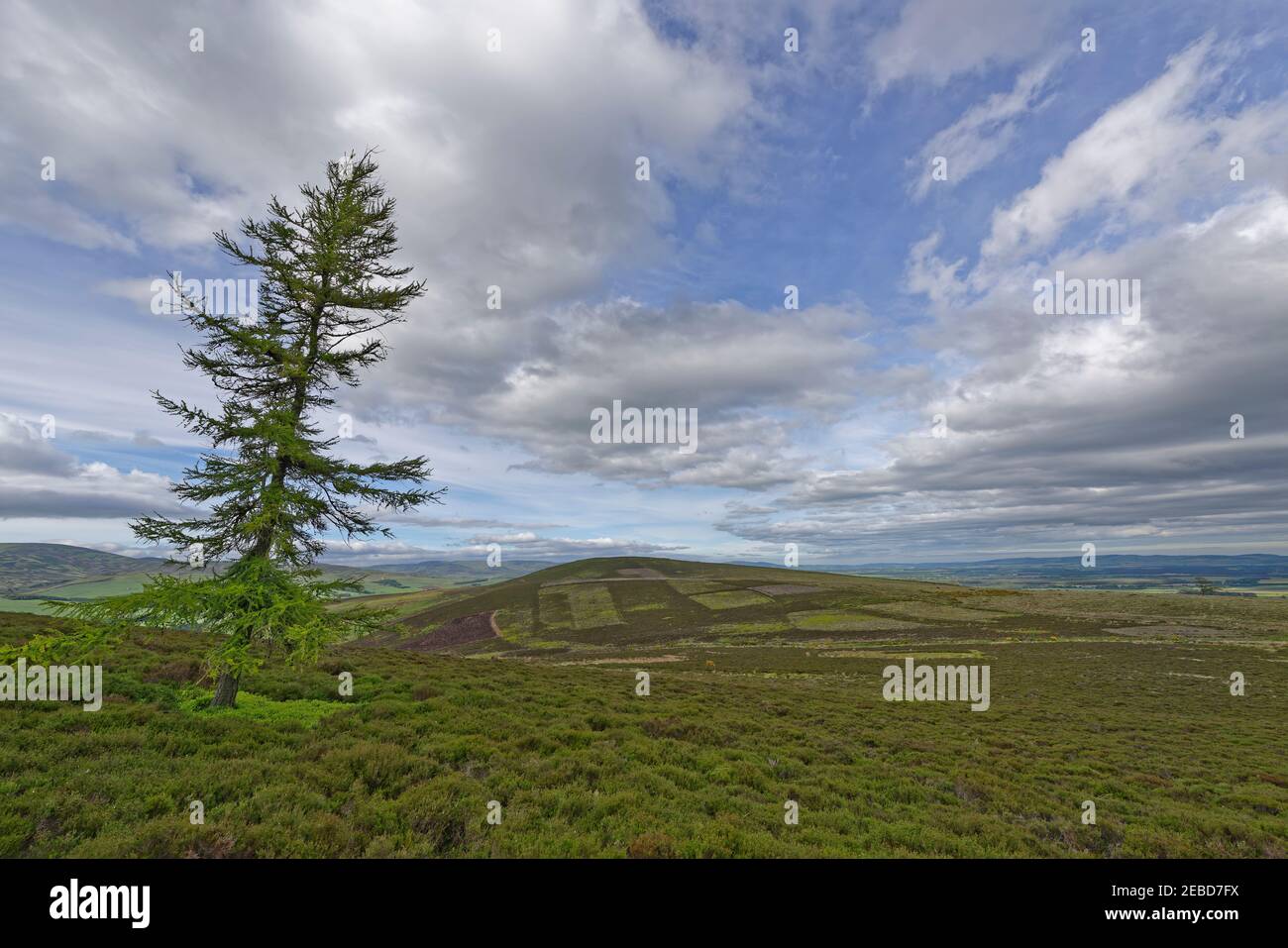 Eine einsame Schotten Kiefer ihren Stamm gebogen mit den vorherrschenden Winden auf der Heidekraut bedeckten Hang des White Caterthun Iron Age Hügel Fort in Angus. Stockfoto