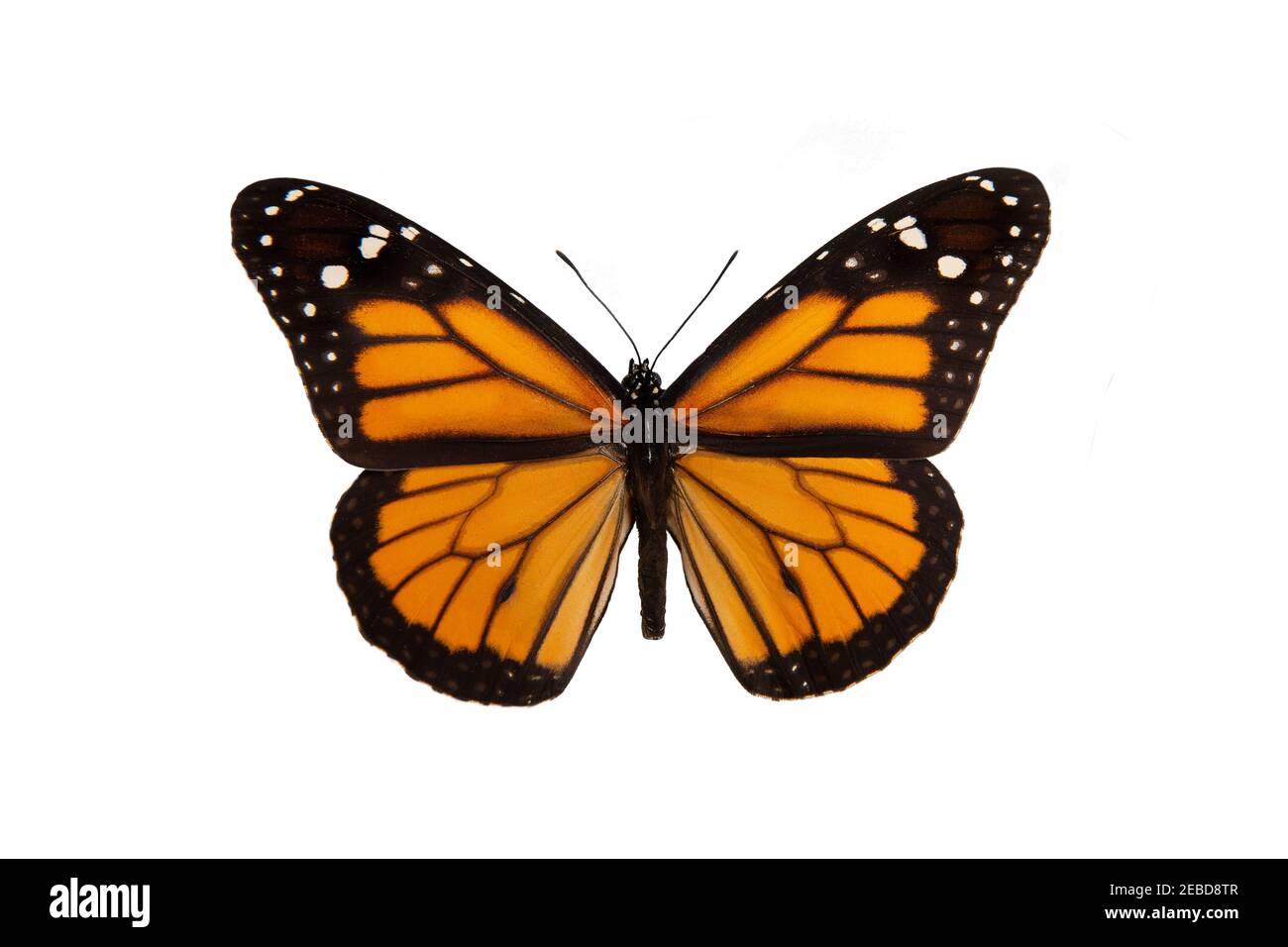 Orange Monarchschmetterling mit ausgebreiteten Flügeln isoliert auf einem weißen Hintergrund Stockfoto