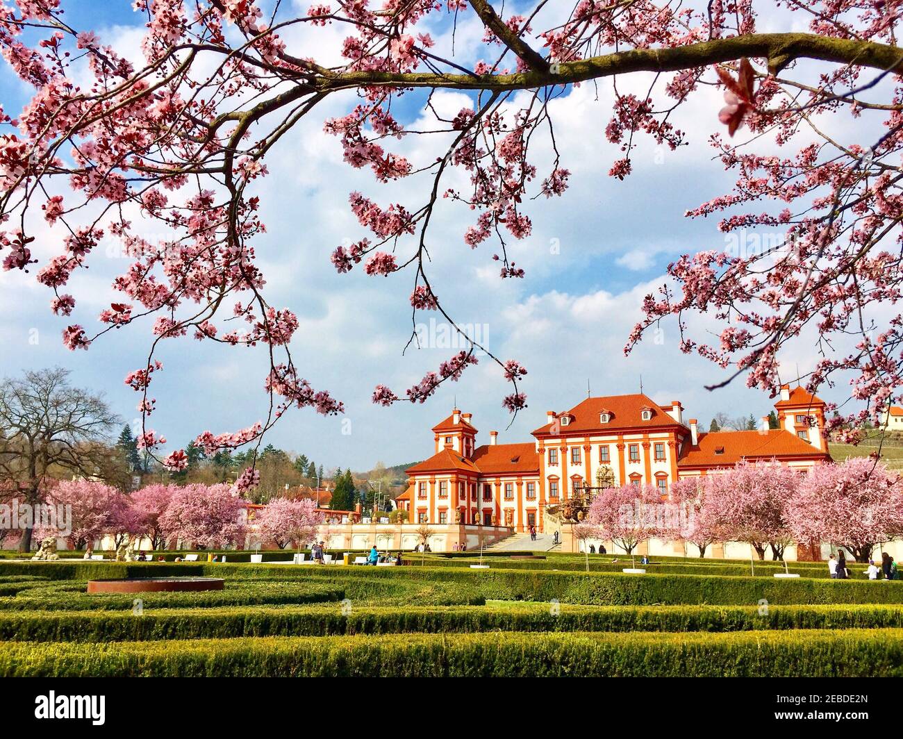 Frühlingsblume In Prag Tschechische Republik Stockfoto