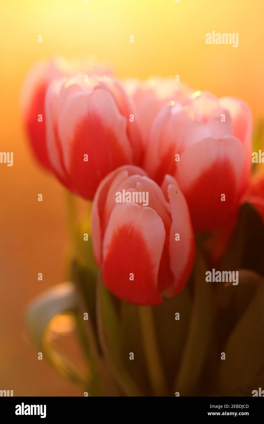 Tulpenstrauß. Weichfokus. Rot-weiße Tulpen Blumen auf einem hellen orangen Hintergrund. Blumenstrauß Stockfoto