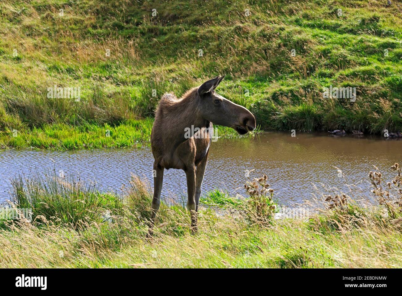 Eurasischer Elch, Alces alces Stockfoto