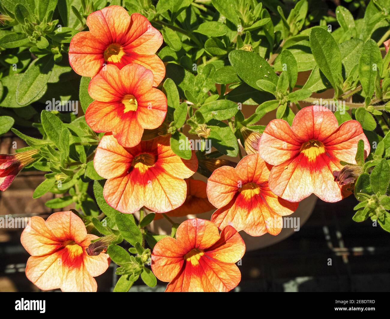 Nahaufnahme von hübschen orangefarbenen Blüten und grünen Blättern auf einer Petunia-Pflanze, Sorte Celebration Orange Stockfoto