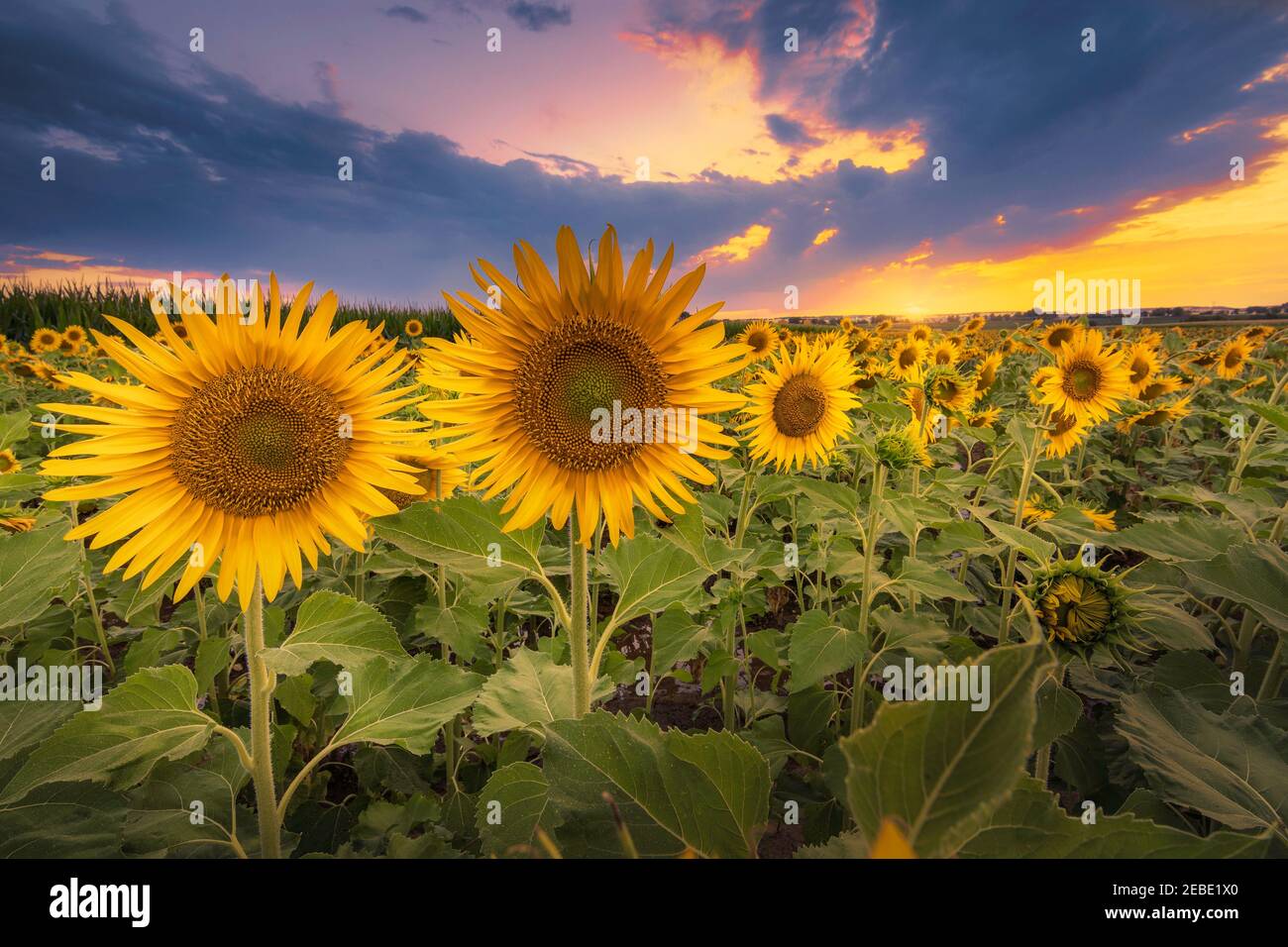 Sonnenblumen in Blüte bei Sonnenuntergang Stockfoto