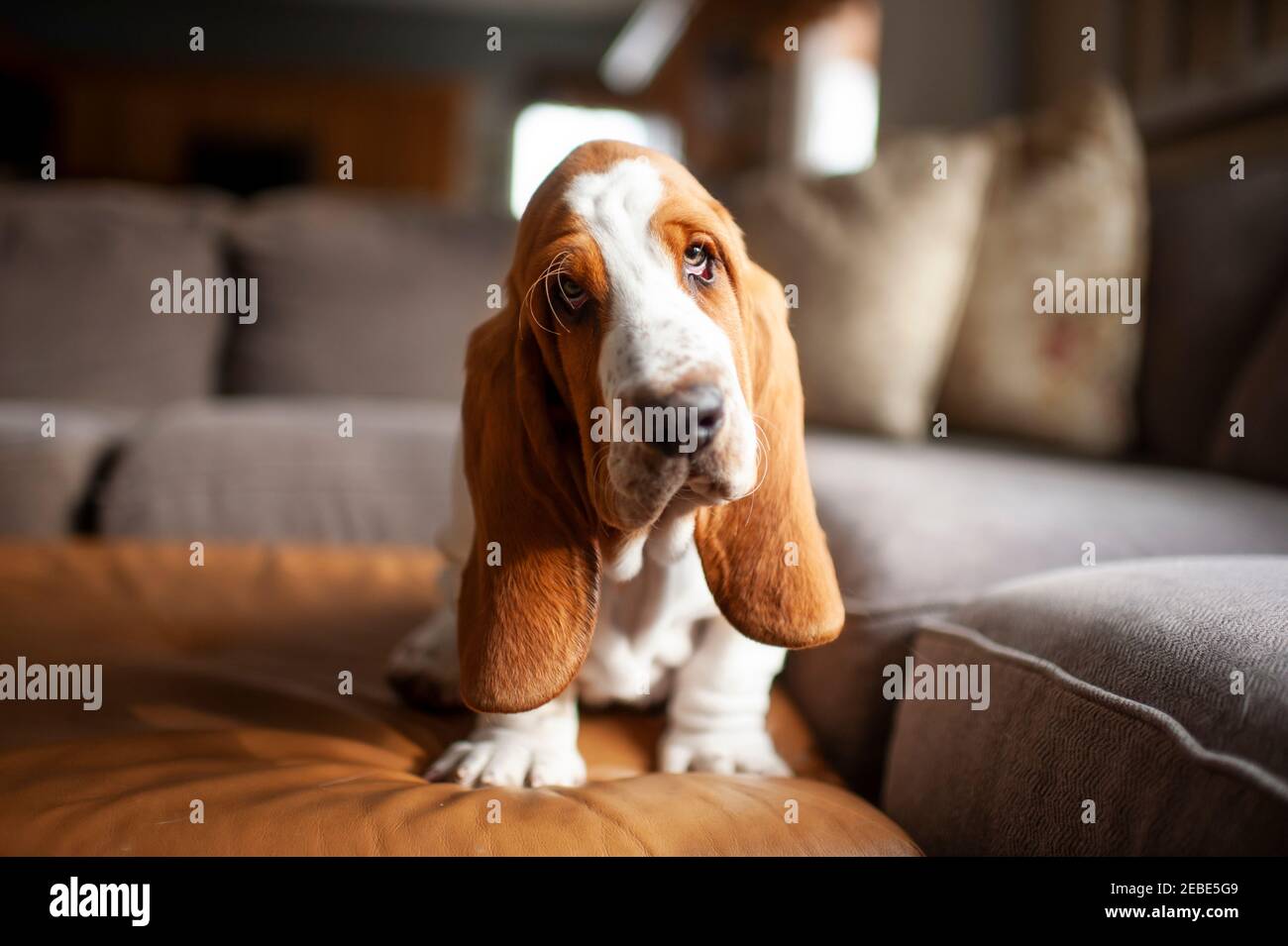 Basset Hund Hund sitzt auf Couch zu Hause mit Süßer Ausdruck Stockfoto