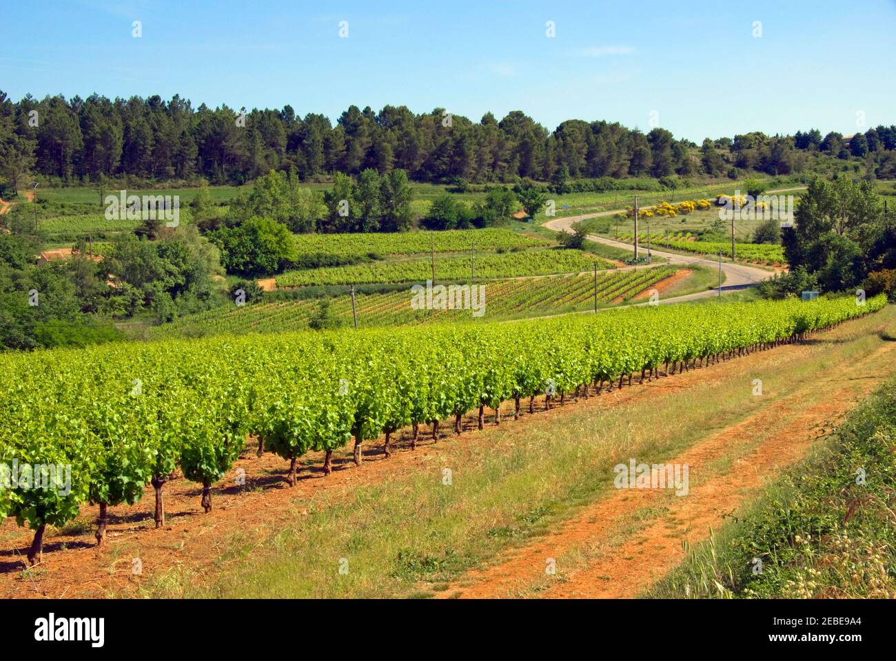 Weinberge - gleiche Aussicht, verschiedene Jahreszeiten - Languedoc, Frankreich. Stockfoto