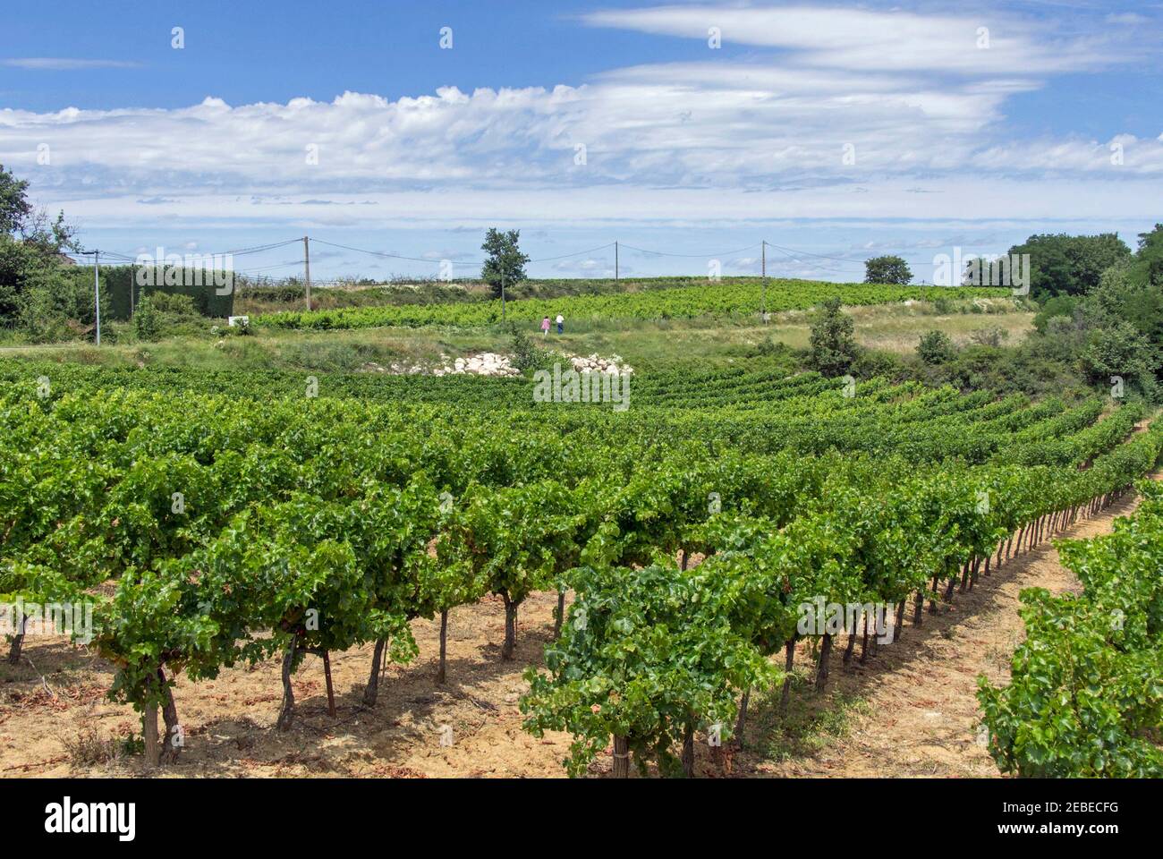Weinberge - gleiche Aussicht, verschiedene Jahreszeiten - Languedoc, Frankreich. Stockfoto