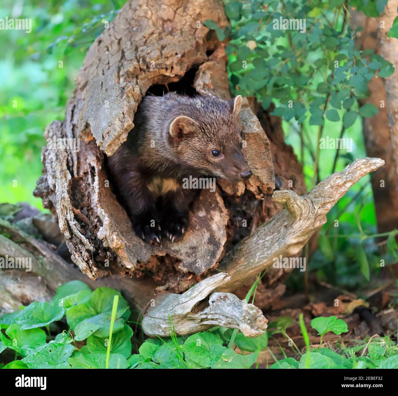 Fisher, Martes pennanti Stockfoto