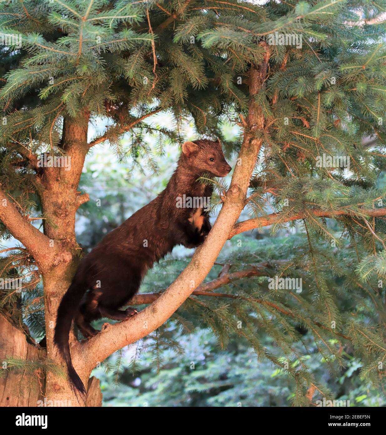 Fisher, Martes pennanti Stockfoto