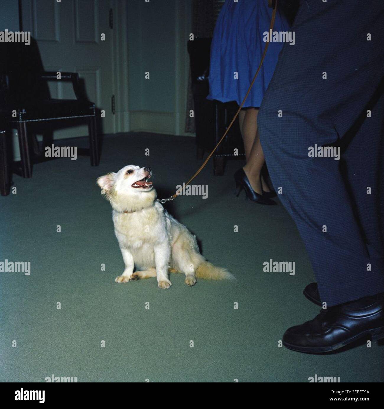 Puschinka, ein Hund, der von Nikita Chruschtschow, dem Premierminister der Sowjetunion (UdSSR), an Präsident Kennedy geschenkt wurde. Ankunft des Hundes Puschinka, ein Geschenk des sowjetischen Premier Nikita Chruschtschow an Präsident John F. Kennedy und Familie. Puschinka und zwei nicht identifizierte Menschen. White House Pressesprecher Pierre Salingeru2019s Büro, White House, Washington, D.C. Stockfoto