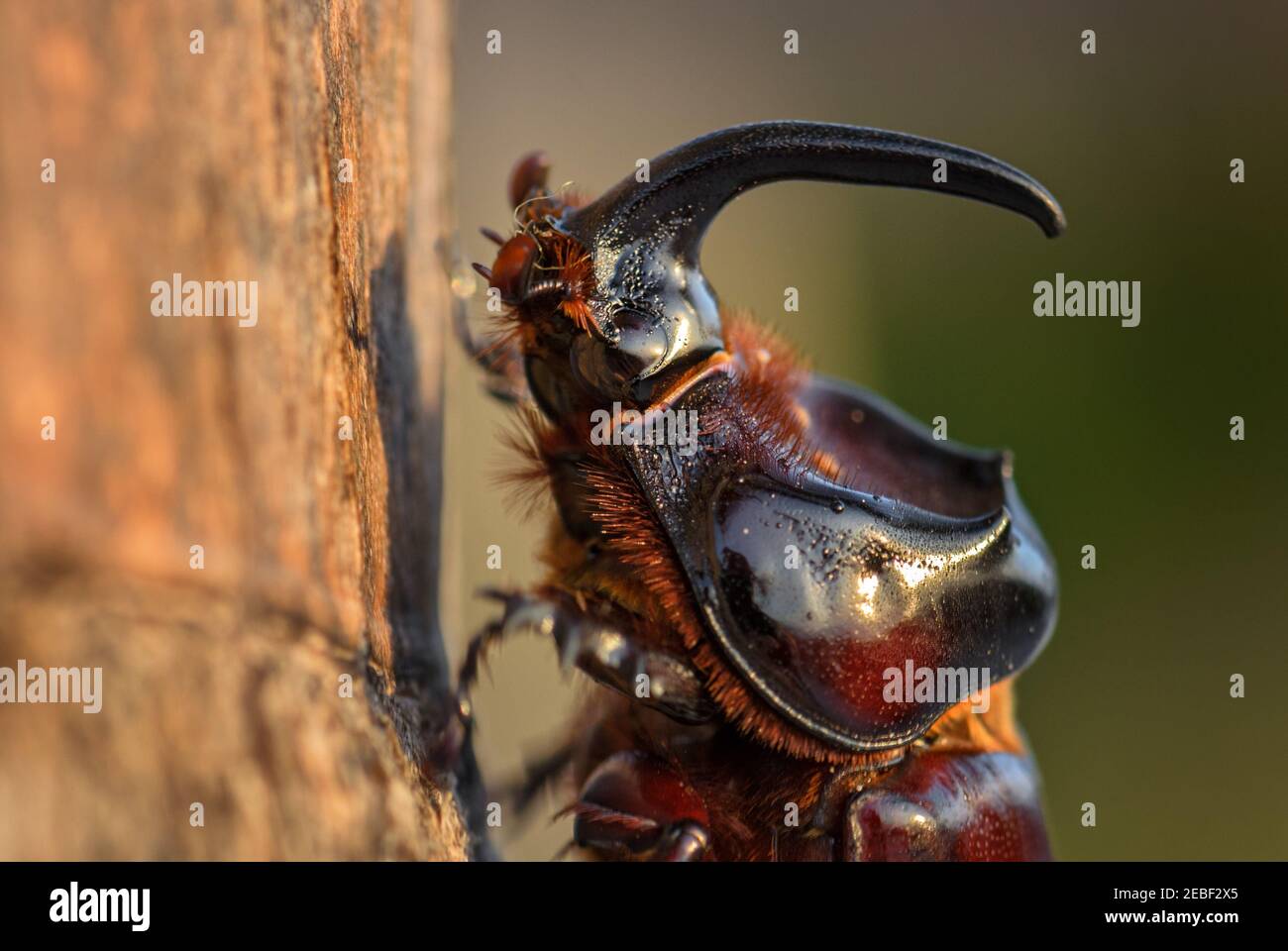 Europäischer Nashornkäfer - Oryctes nasicornis, großer schöner Skarabäus aus europäischen Wäldern und Wäldern, Sansibar, Tansania. Stockfoto