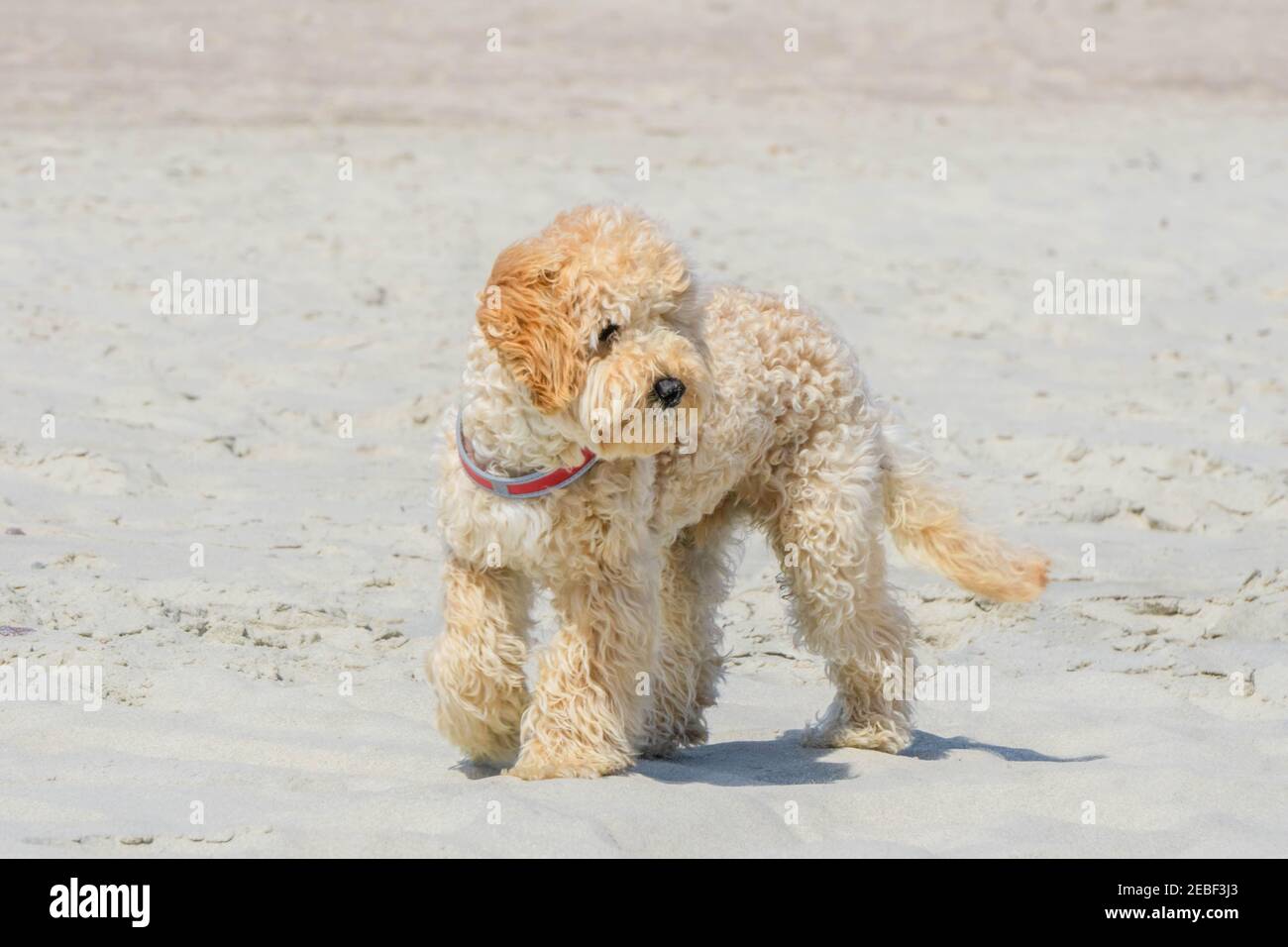 Niedliche Golddoodle Hund Welpen am Sandstrand in der Nähe des Meeres. Beigefarbener doggy auf ähnlicher Farbe beigefarbener sandiger Meeresküste. Golddoodles sind Hunde Mischung aus Golden Stockfoto
