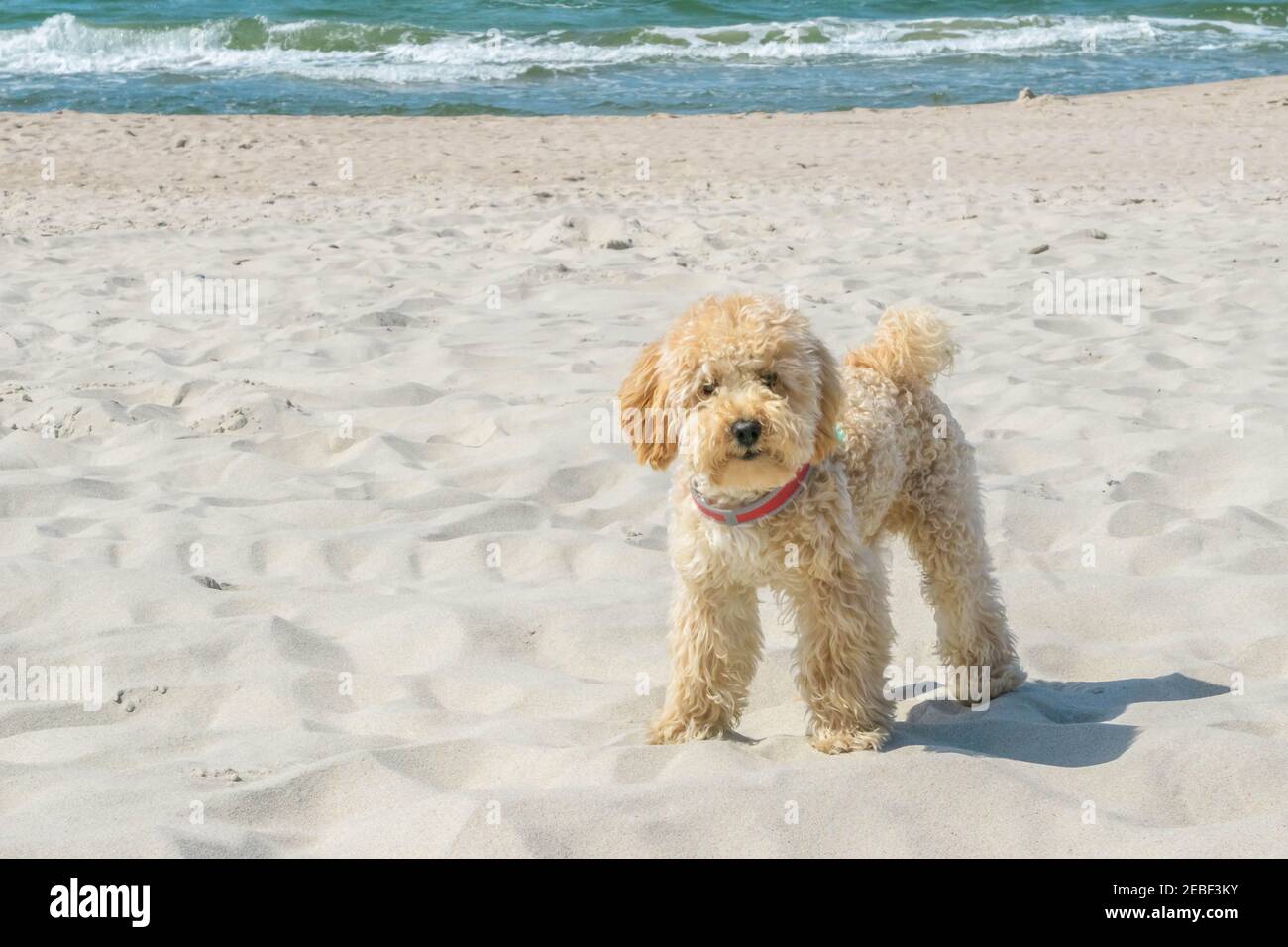 Lustiger Golddoodle Hund schaut direkt auf die Kamera am Sandstrand in der Nähe von welligem Meer. Beigefarbener Hündchen auf ähnlich beigefarbener Sandküste. Golddoodl Stockfoto