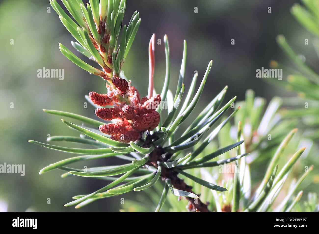 Männliche Pollen-Kegel auf einer Wiethorst-Kiefer Stockfoto