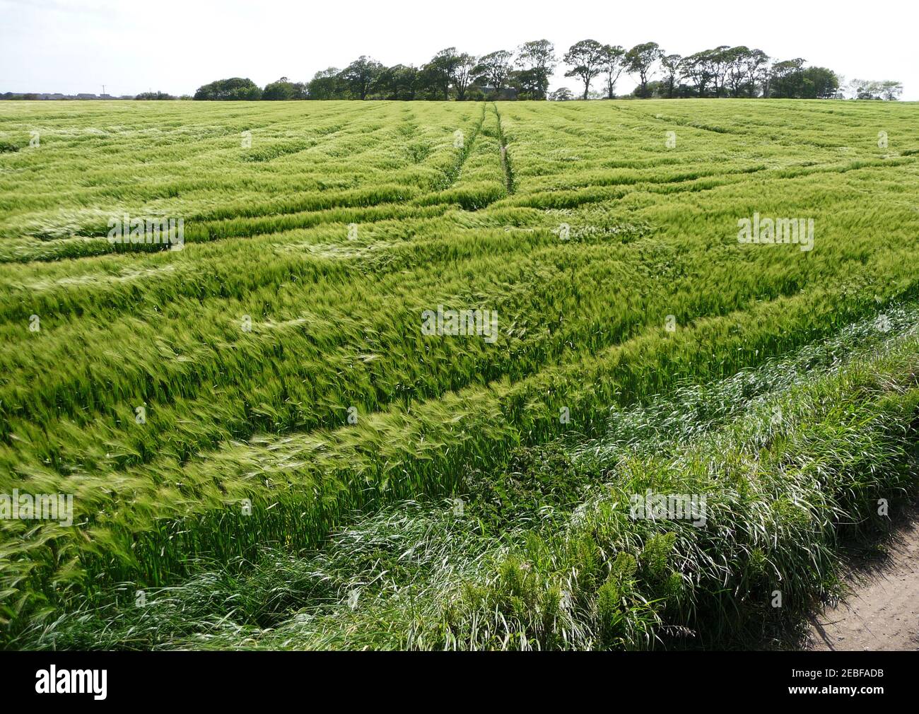 Feld für Grün Stockfoto