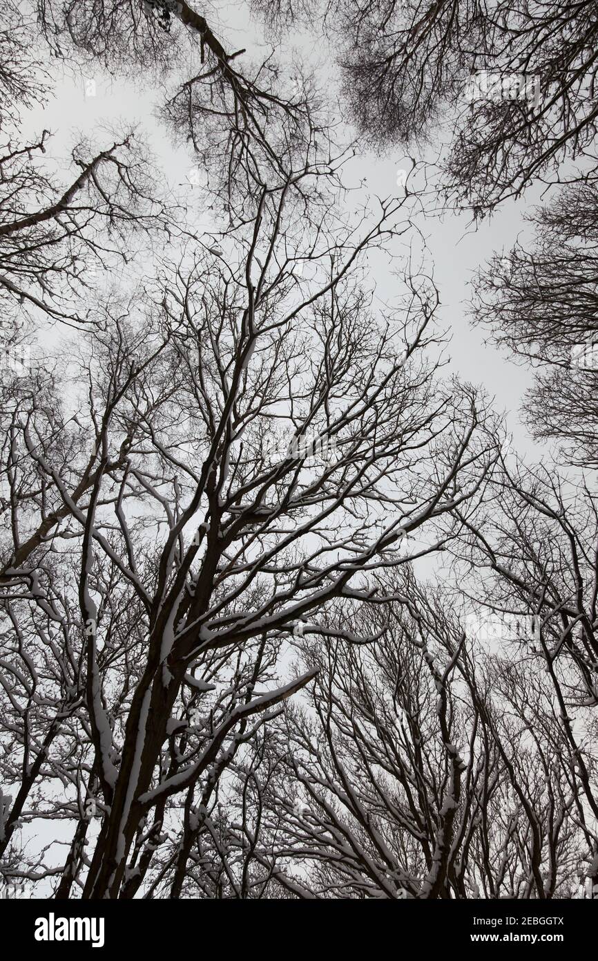 Weißer, wolkenumhüllter, schneebeladener winterlicher Himmel über einem Baumkronen; Schnee klammert sich an die kahl verzweigten Kronen auf schlanken Birken-, Eichen- und Eschenbäumen. Stockfoto