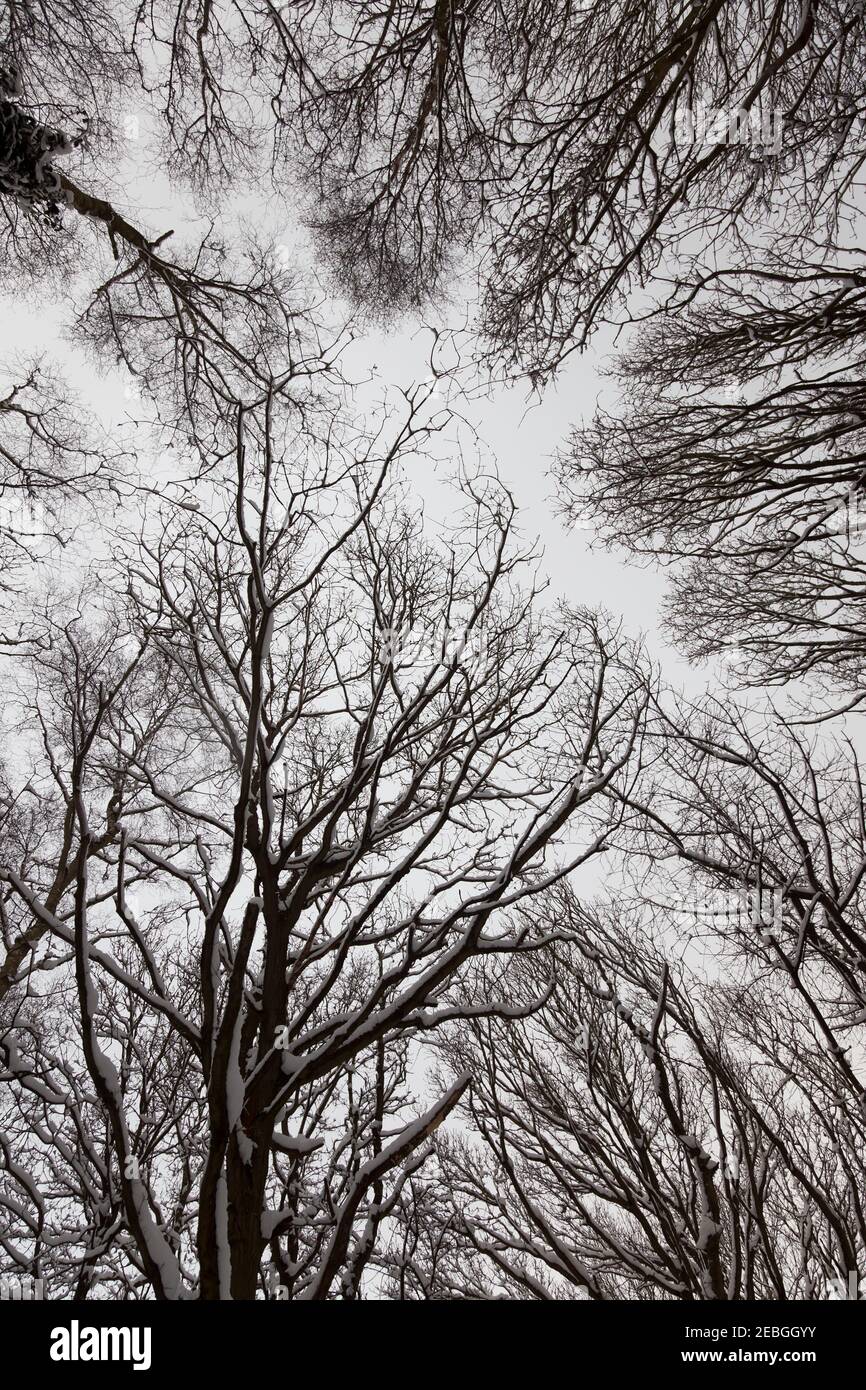 Weißer, wolkenumhüllter, schneebeladener winterlicher Himmel über einem Baumkronen; Schnee klammert sich an die kahl verzweigten Kronen auf schlanken Birken-, Eichen- und Eschenbäumen. Stockfoto