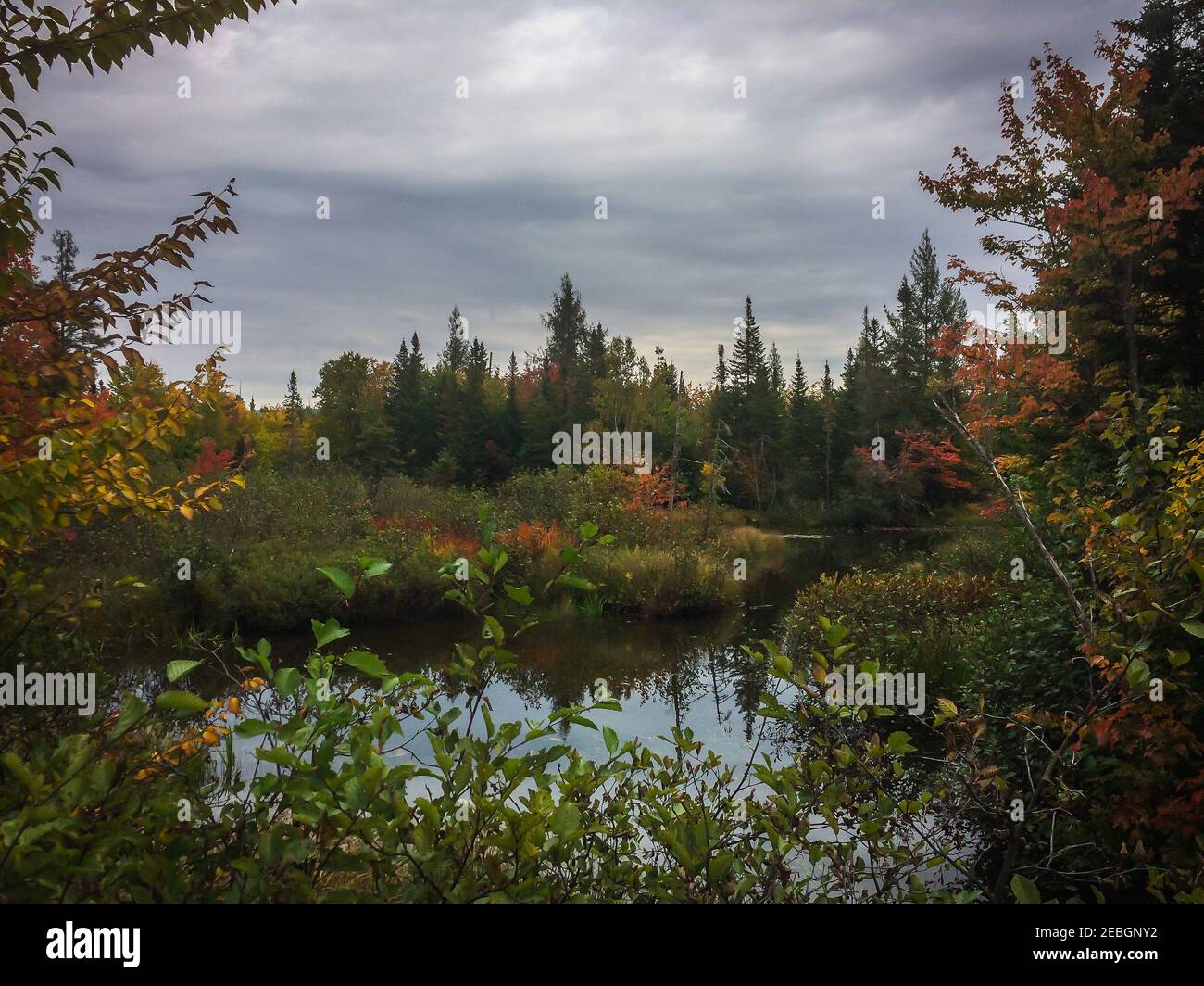 Blick auf eine üppige Vegetation im Marais du Nord sumpft sich ein Naturpark in der Nähe von Quebec City, Kanada Stockfoto