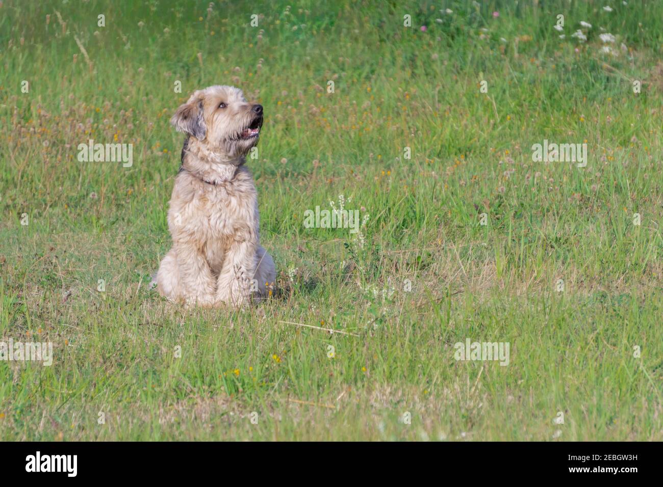 Irish weich beschichtete wheaten terrier Blick nach oben auf Gras der Wiese Hintergrund. Weich beschichtete Wheaten Terrier geöffnet Mund sitzt auf grünem Gras in su Stockfoto