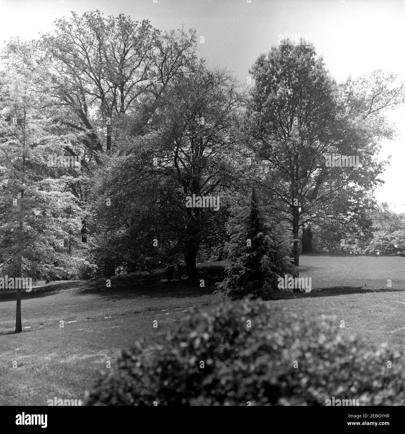Ponys auf dem South Lawn. Caroline Kennedyu2019s Ponys, Macaroni (links) und Tex, stehen unter einem Baum auf dem South Lawn des Weißen Hauses, Washington, D.C. Stockfoto