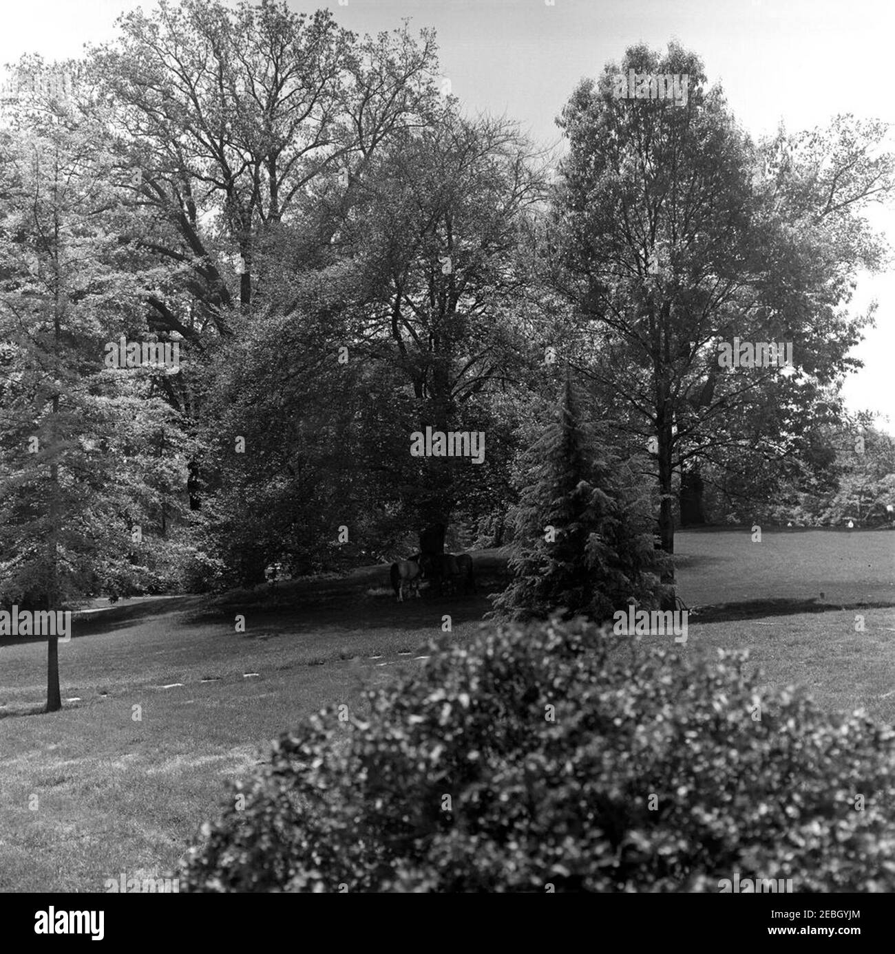 Ponys auf dem South Lawn. Caroline Kennedyu2019s Ponys, Macaroni (links) und Tex, stehen unter einem Baum auf dem South Lawn des Weißen Hauses, Washington, D.C. Stockfoto