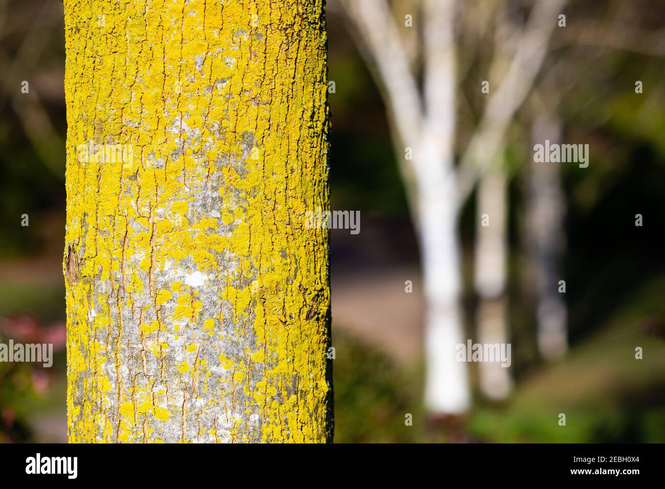 Nahaufnahme von Flechten auf einem Baumstamm mit silbernen Birken im Hintergrund. Stockfoto