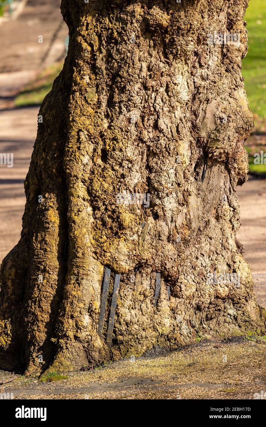 Knorrige Eiche, die allmählich einen alten Zaun umgeben hat, in einem lokalen Park erschossen. Stockfoto