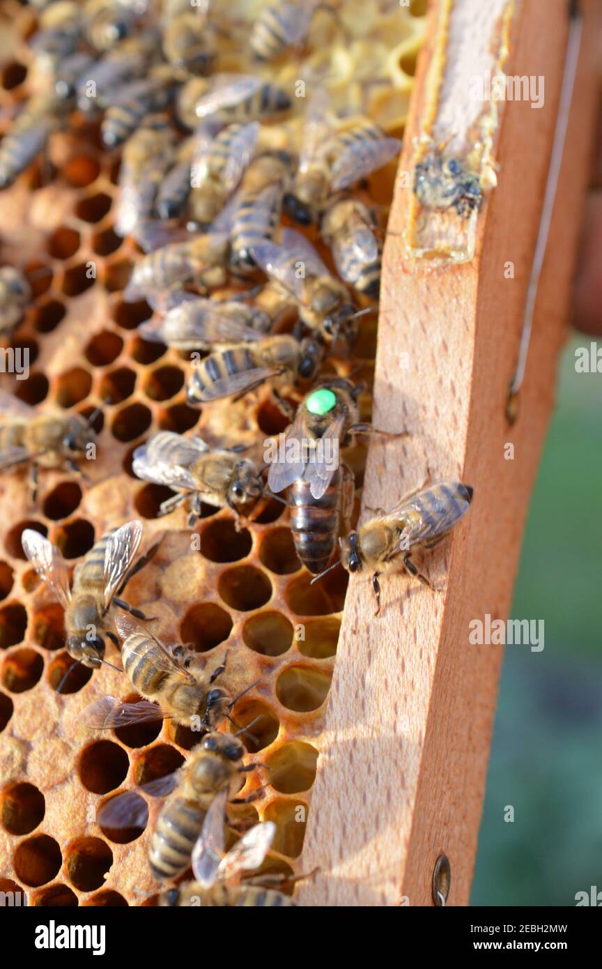 Buckfast Königin Biene mit grünen Punkt für das Jahr markiert 2019 im Bienenstock mit ihren Carnica Mischlinien Honigbiene Töchter Stockfoto