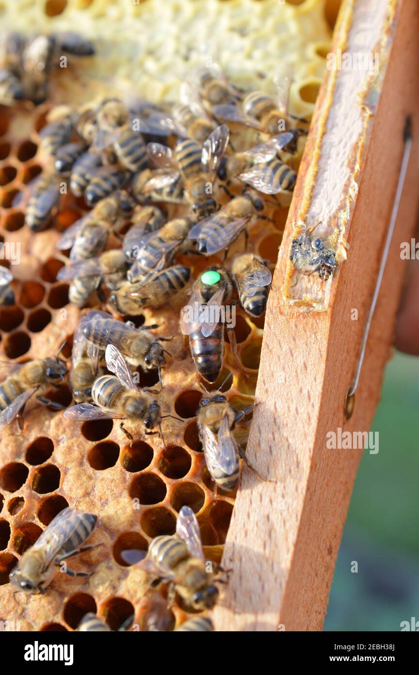 Buckfast Königin Biene mit grünen Punkt für das Jahr markiert 2019 im Bienenstock mit ihren Carnica Mischlinien Honigbiene Töchter Stockfoto