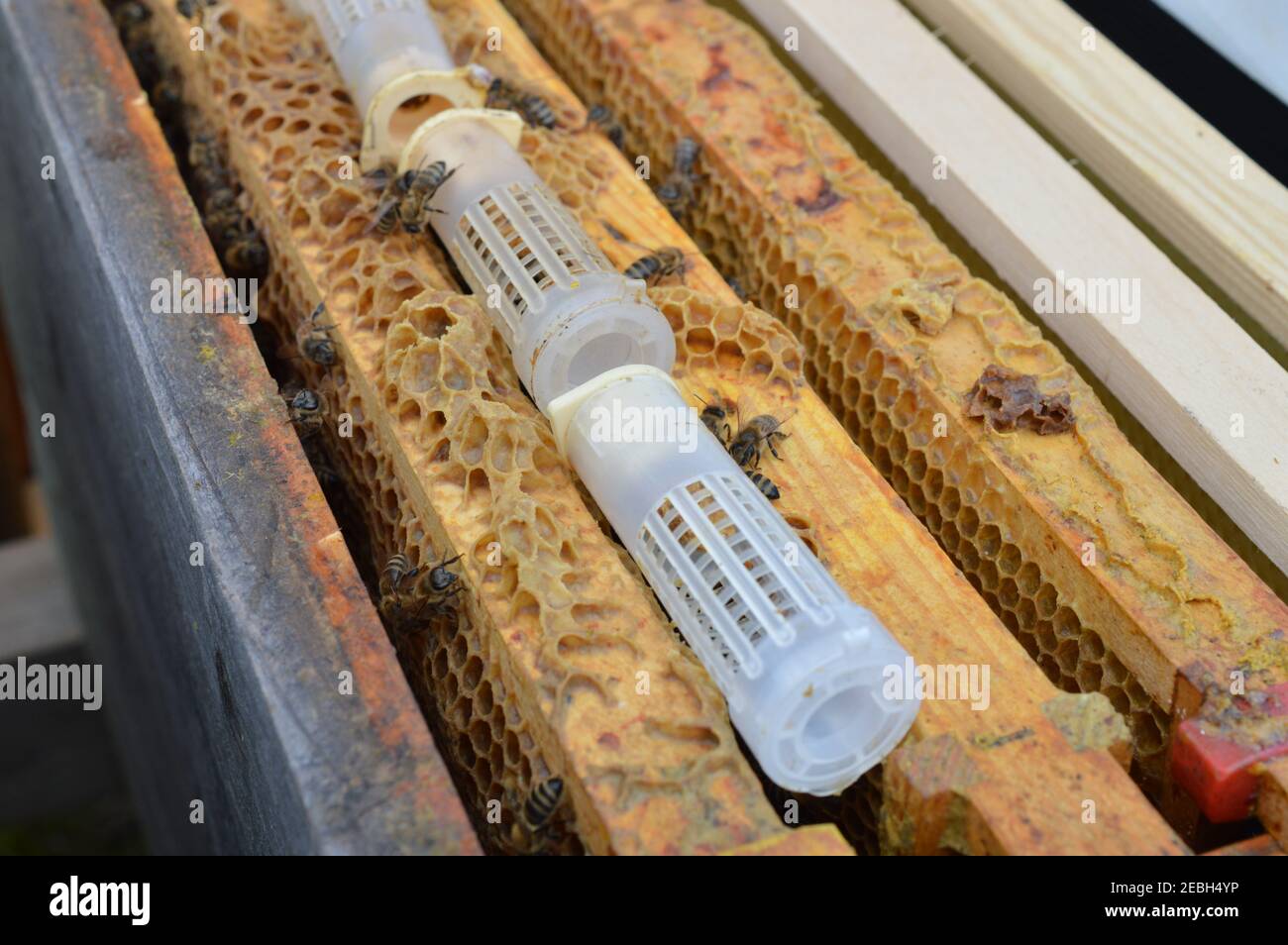 Bienenkönigenzucht – künstliche Königenzellcurler mit Still Ungeschlüpfte Bienenköniginnen im Bienenstock warten auf Luke Stockfoto