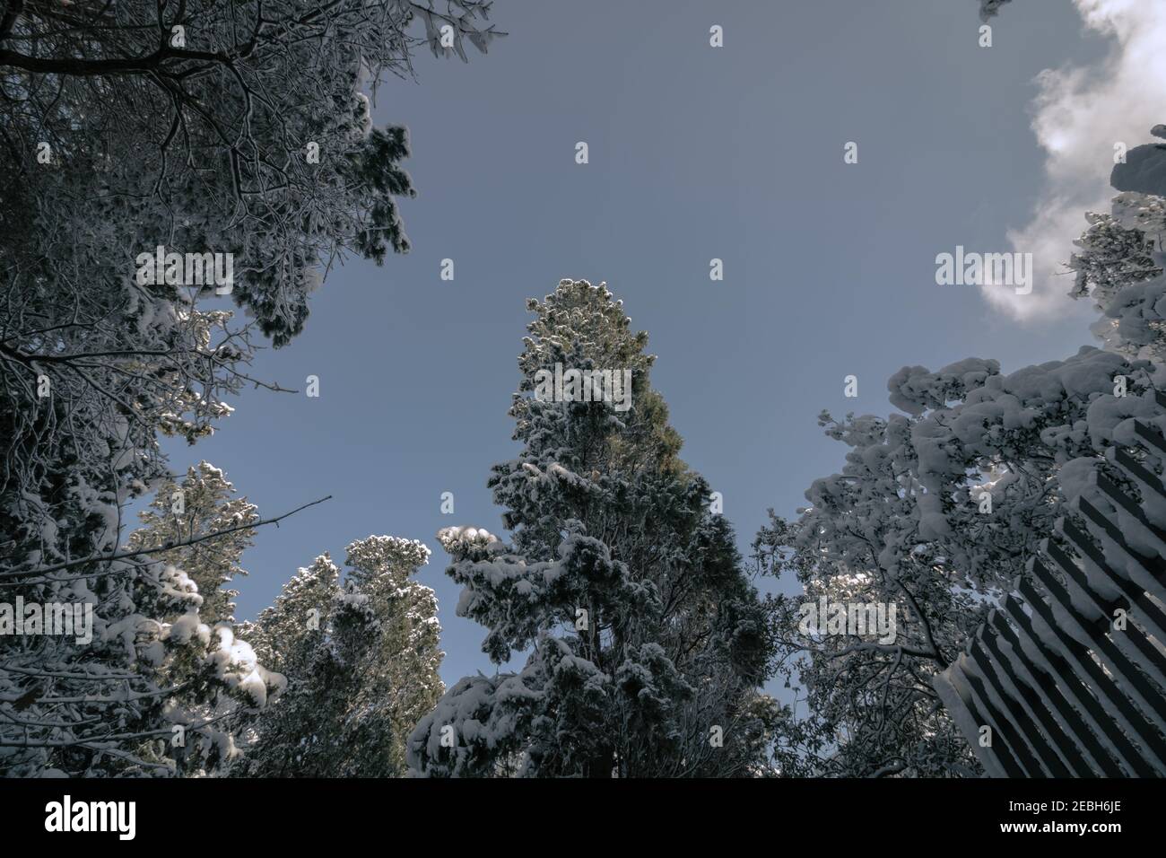 Verschneite Bäume und klarer Himmel im Wald im Winter. Winter Hintergrund phoro. Winterthema. Schneebedeckte Bäume Hintergrund. Stockfoto