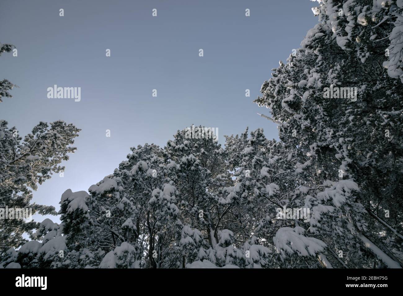 Verschneite Bäume und klarer Himmel im Wald im Winter. Winter Hintergrund phoro. Winterthema. Schneebedeckte Bäume Hintergrund. Stockfoto