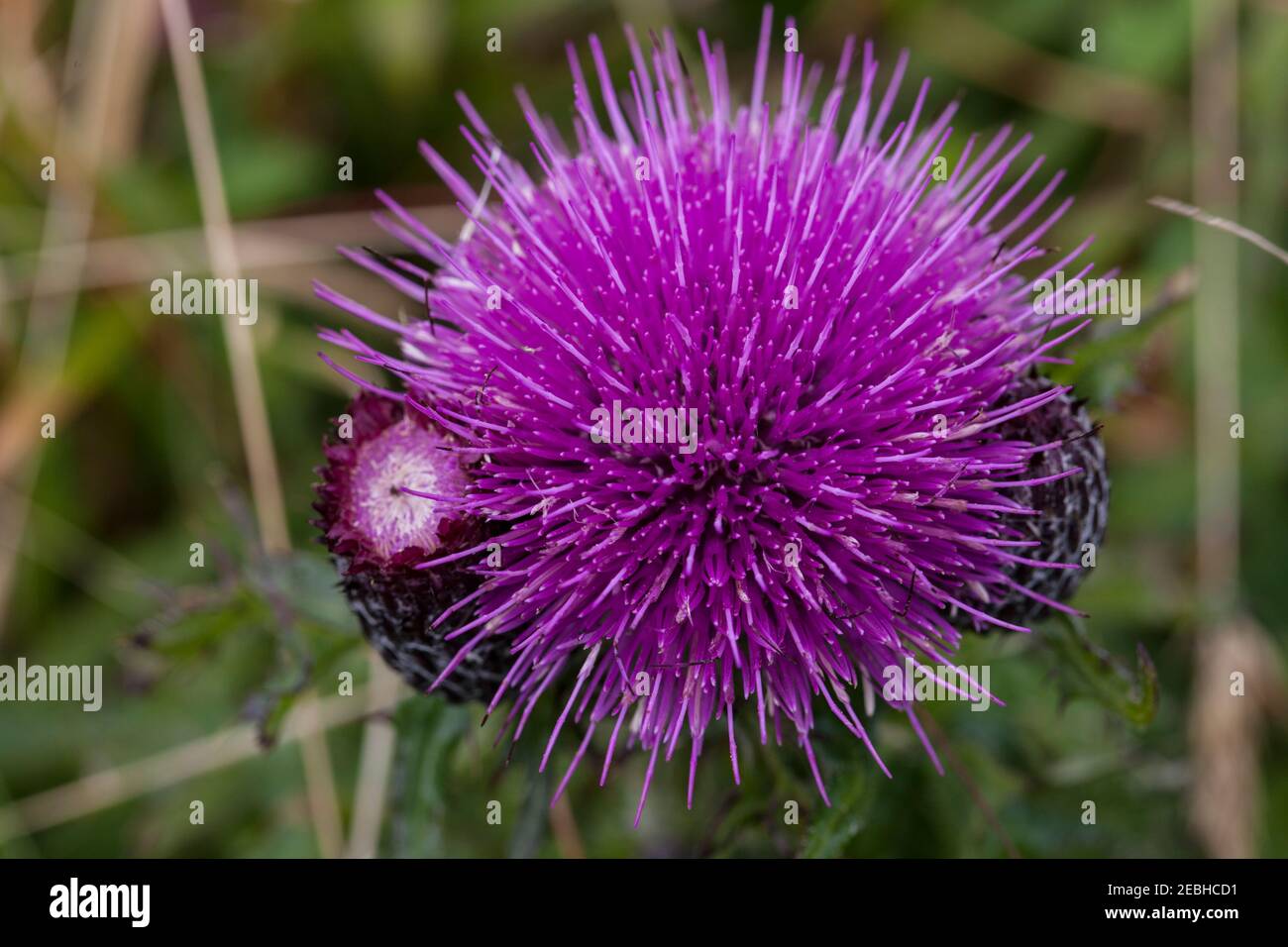 Nahaufnahme Canada Thistle (Cirsium arvense) Stockfoto