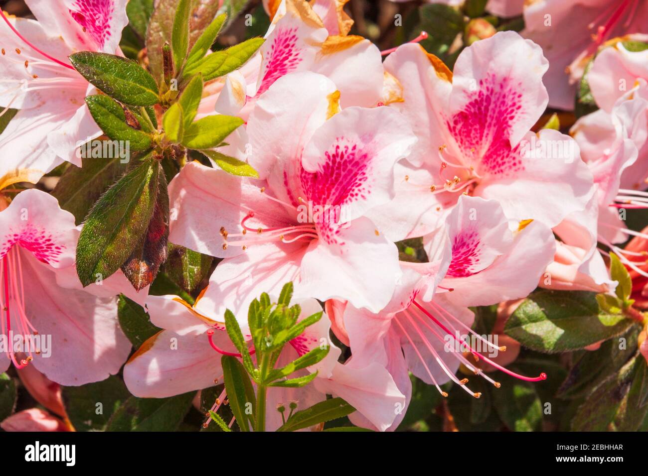 Azalea Hybrid, Rhododendron x Encore 'AUTUMN CHIFFON', im Mercer Arboretum im Frühjahr, Texas. Stockfoto