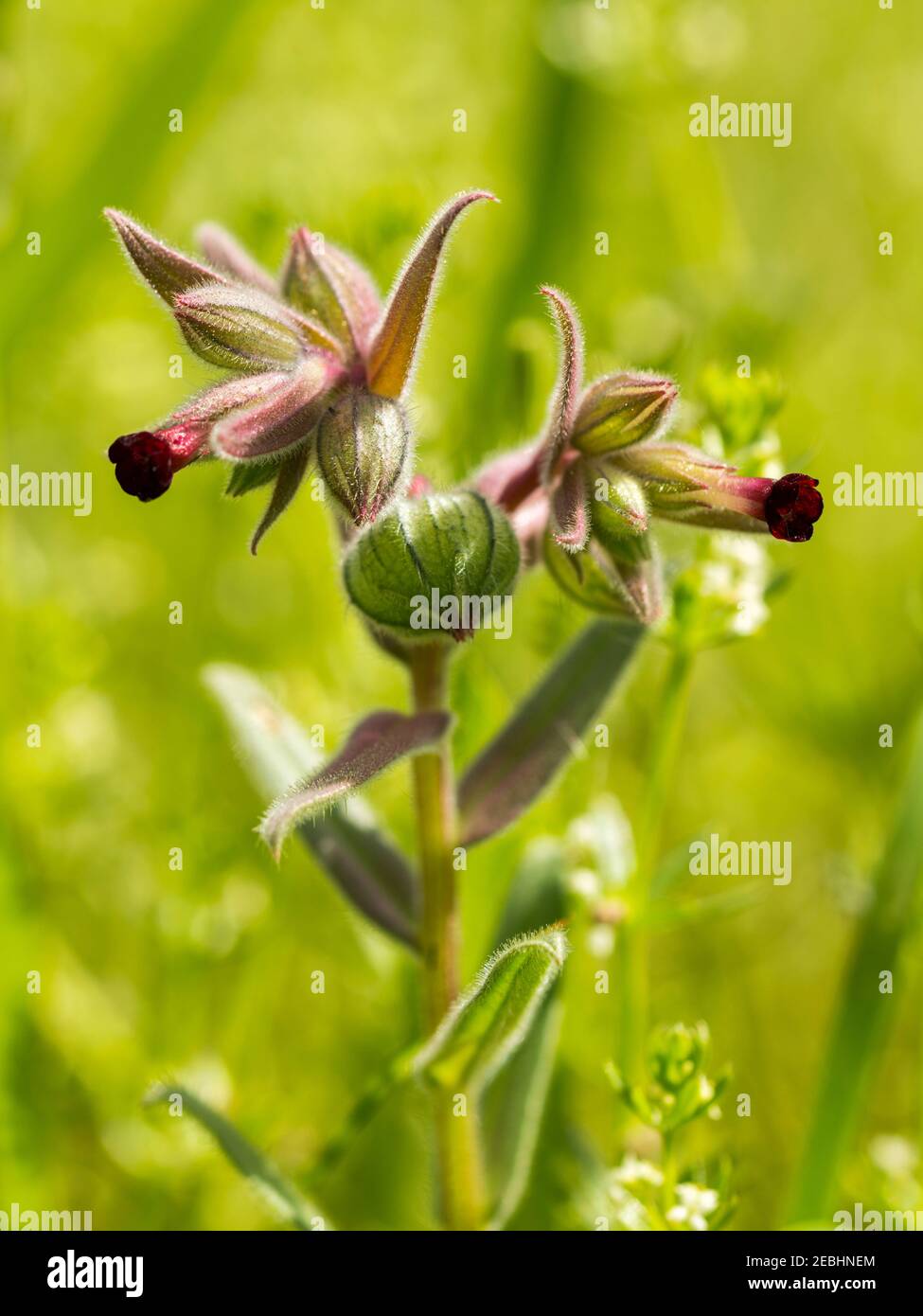 Wilde lila Orchideen mit out-of-Focus Hintergrund. Vertikale Fotografie mit selektivem Fokus. Künstlerisches Makro. Stockfoto