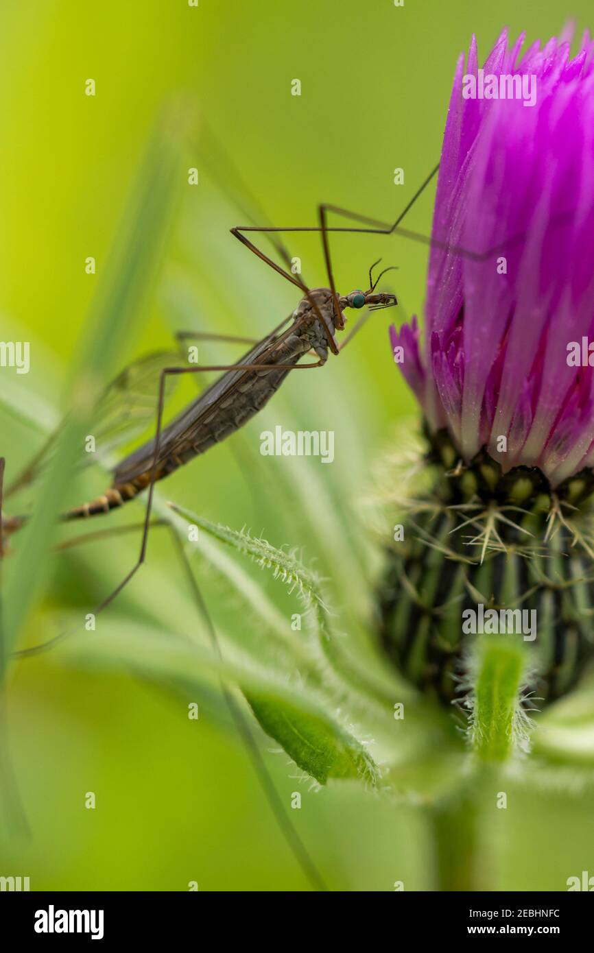 Großes Insekt, das auf einer violetten Blume thront. Makrofotografie mit vertikaler Ausrichtung. Selektiver Fokus. Stockfoto