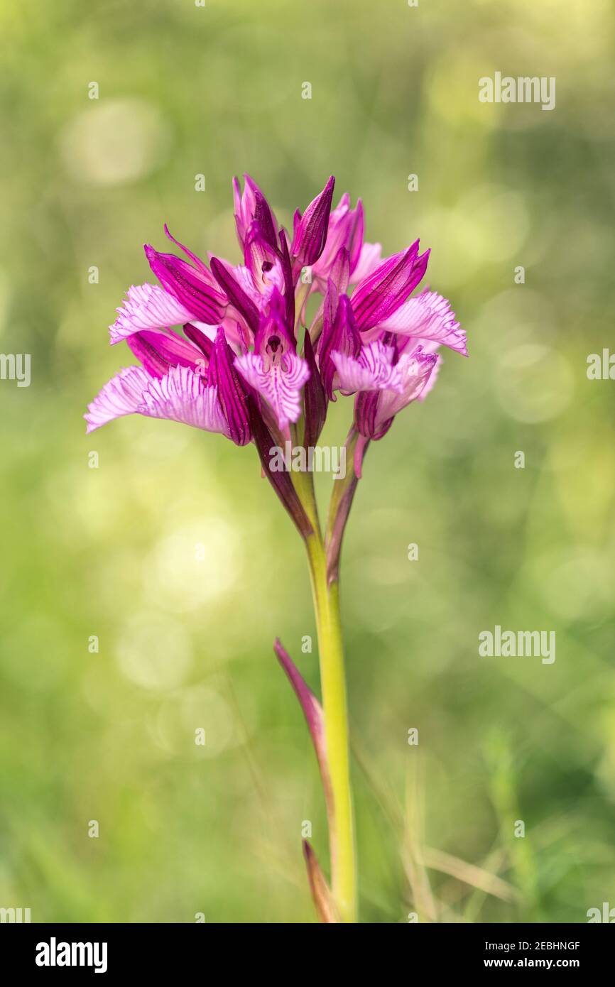 Wilde gelbe Orchidee mit unscharf Hintergrund. Vertikale Fotografie mit selektivem Fokus. Künstlerisches Makro. Stockfoto