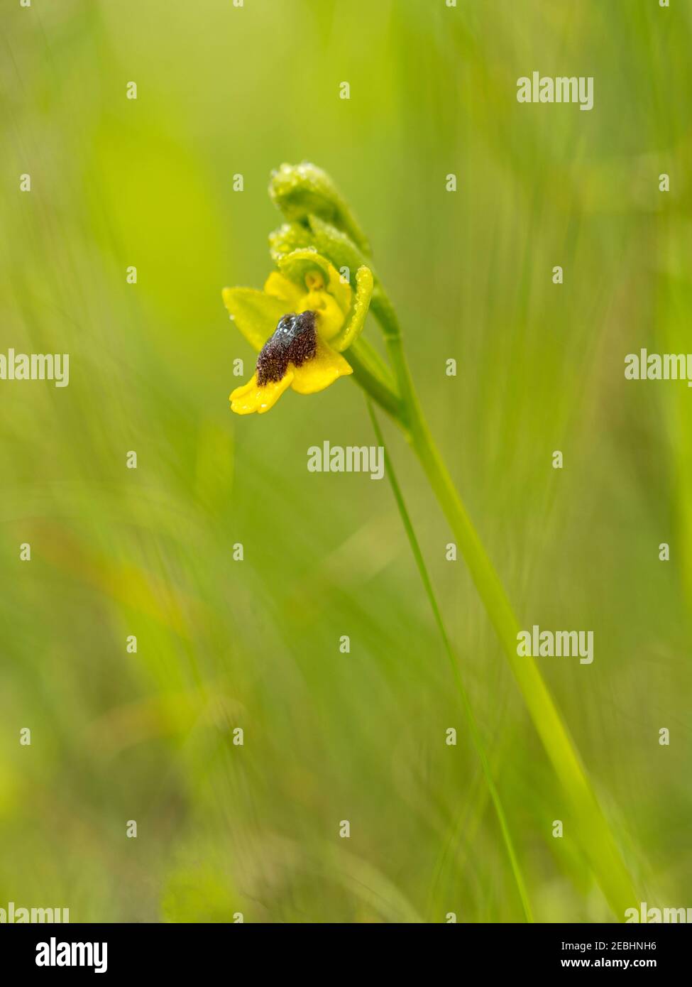 Wilde gelbe Orchidee mit unscharf Hintergrund. Vertikale Fotografie mit selektivem Fokus. Künstlerisches Makro. Stockfoto
