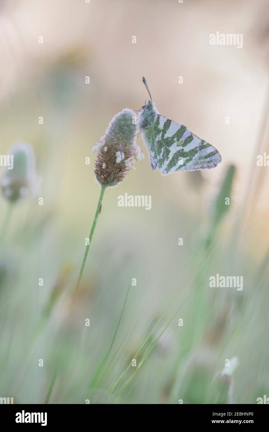 Grüner und weißer Schmetterling, der auf einer Wildblume thront. Makrofotografie. Selektiver Fokus. Stockfoto