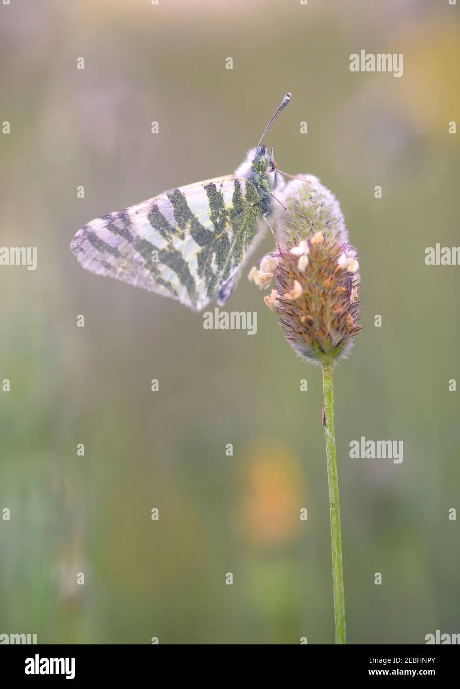Grüner und weißer Schmetterling, der auf einer Wildblume thront. Makrofotografie. Selektiver Fokus. Stockfoto