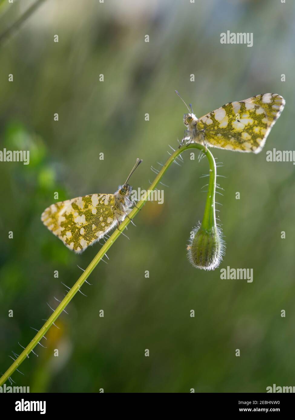 Zwei grüne und weiße Schmetterlinge auf einer Wildblume. Makrofotografie. Selektiver Fokus. Stockfoto