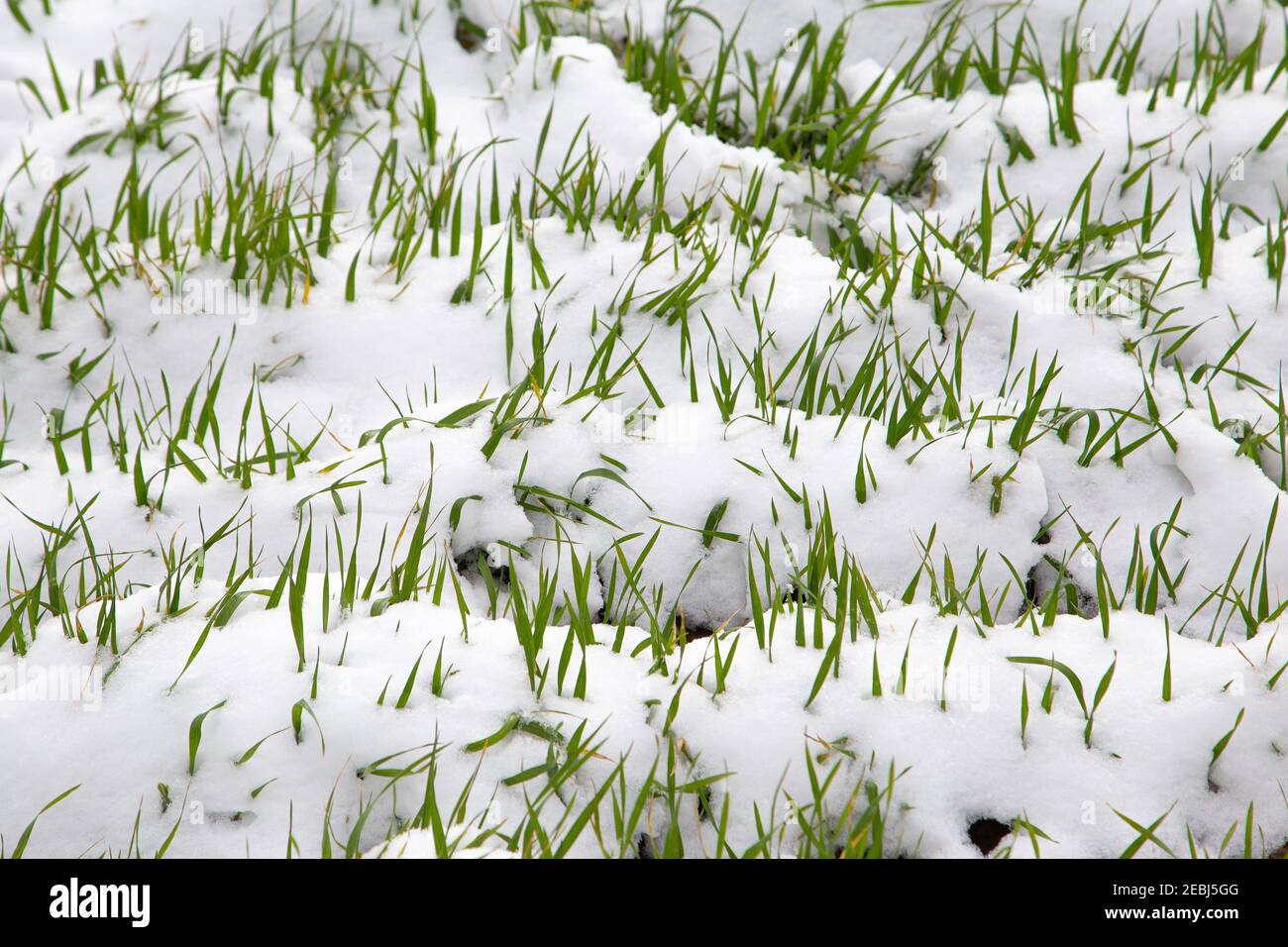 Winterernte von Schnee bedeckt. Winterfeld, grüne Triebe. Großbritannien, Suffolk. Junge Pflanzen aus der Nähe Stockfoto