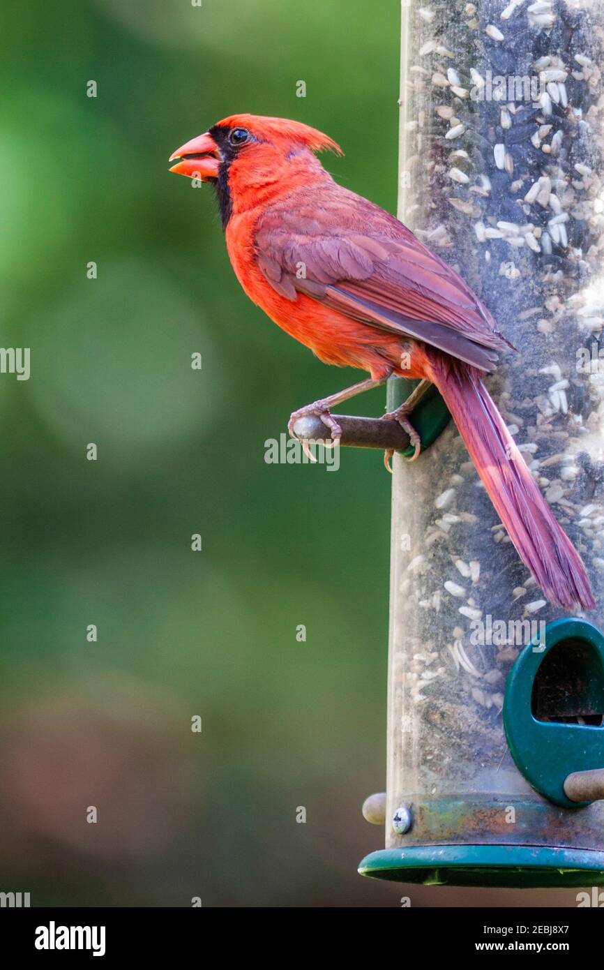 Northern Cardinal am Hinterhof Vogelfutterhäuschen in Spring, Texas. Stockfoto Northern Cardinal am Hinterhof Vogelfutterhäuschen in Spring, Texas. Stockfoto