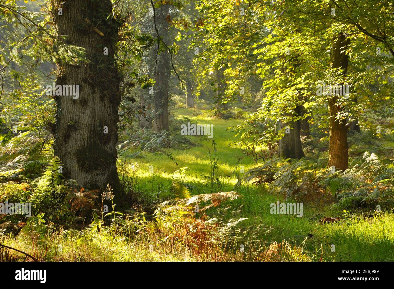 Ein Spätsommertag mit hinterleuchteten Blättern, Bäumen und Bracken in einem Mischwald in Südengland Stockfoto