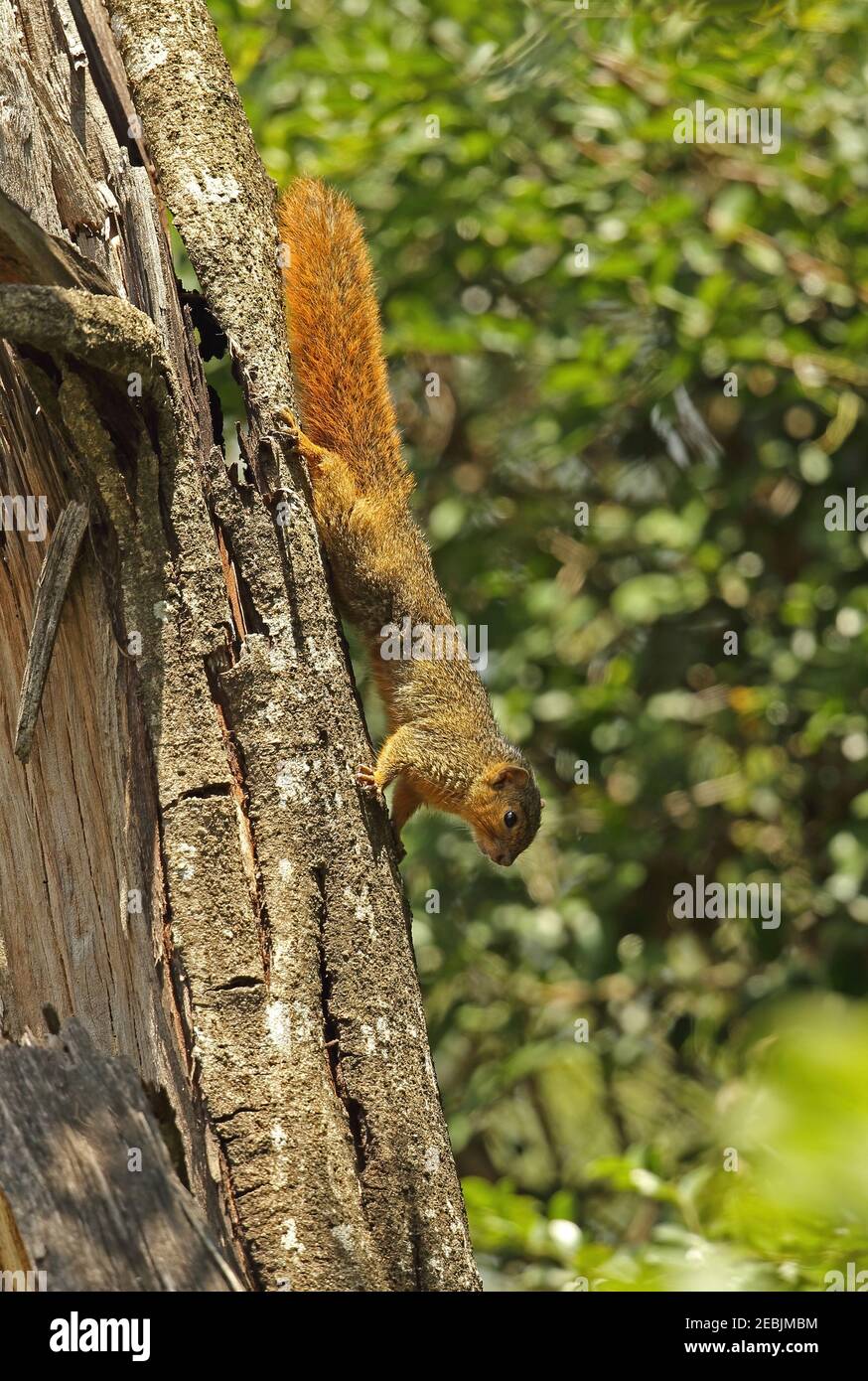 Red-bellied Coast Squirrel (Paraxerus palliatus) Erwachsener klettert auf Baumstamm St Lucia, Südafrika November Stockfoto